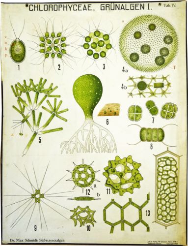 Chlorophyceae - Grünalgen I.